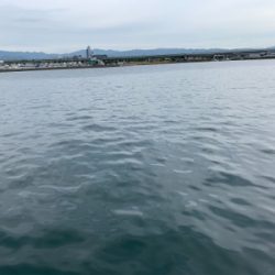 チャリコ4ひきフグいっぴき