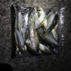 アジング最高記録