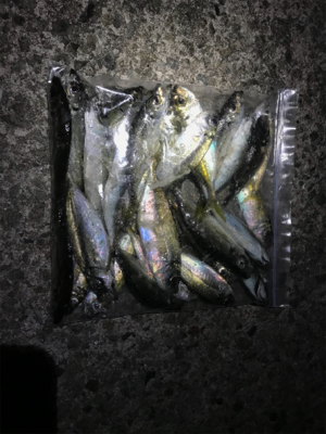 アジング最高記録