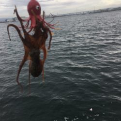 激シブなのでオクトパッシング