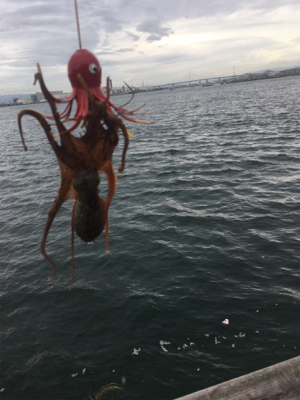 激シブなのでオクトパッシング