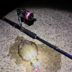 垂水エギング好調！かな？