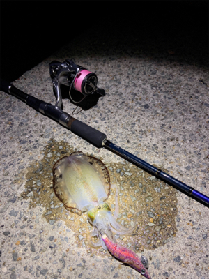 垂水エギング好調！かな？