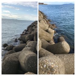 昼間の方がアオリイカが釣れる?(^.^)