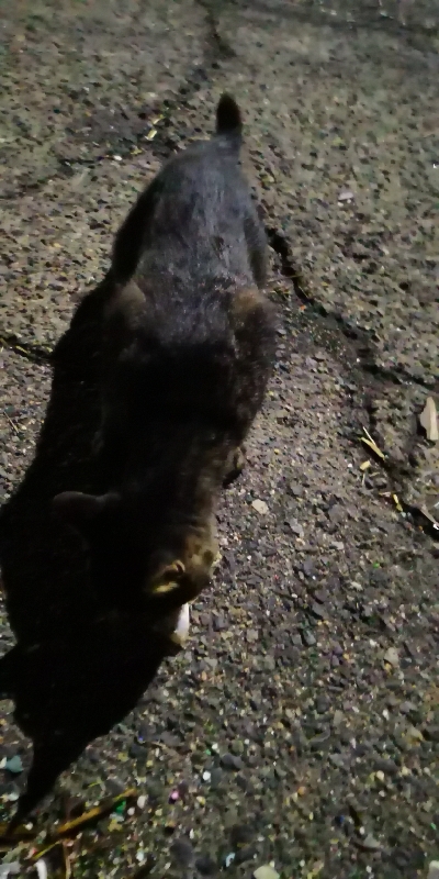 アジング練習 44