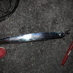 大阪湾　タッチポン陸爆発