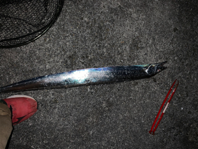 大阪湾　タッチポン陸爆発