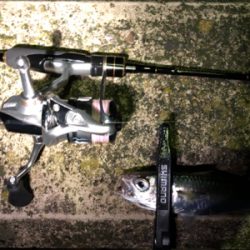 アジング 当たり年