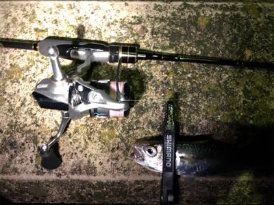 アジング 当たり年