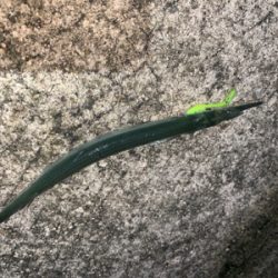 アジ、メバル、サヨリ