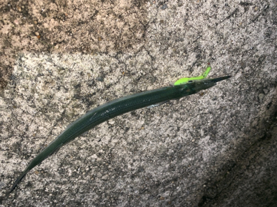 アジ、メバル、サヨリ