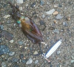 アオリイカ2杯！ジグでもアオリ！？