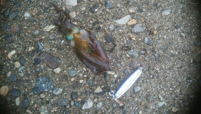 アオリイカ2杯！ジグでもアオリ！？