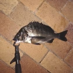 ボイル多いがなかなか食わず