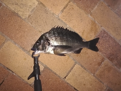 ボイル多いがなかなか食わず