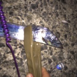 太刀魚の仕掛けでデカ鯵も釣れた！