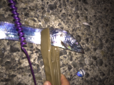 太刀魚の仕掛けでデカ鯵も釣れた！