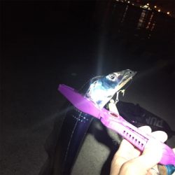 大阪湾奥ワインド 今季初タチ☆