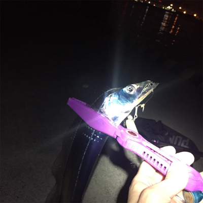 大阪湾奥ワインド 今季初タチ☆