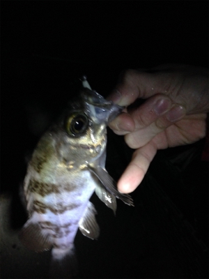 一カ月ぶりのアジング