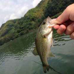 ターンオーバー桜池