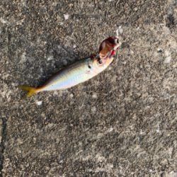 難し〜ぃ太刀魚釣り