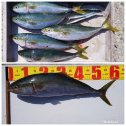 記録更新ショアジギ