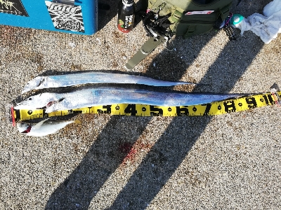 ドラゴン取ったどぉ