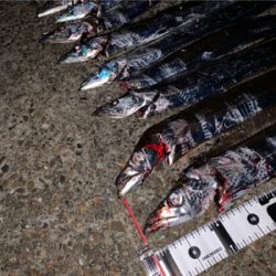 今季初物ドラゴン！