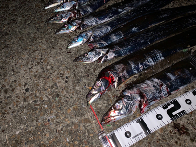 今季初物ドラゴン！