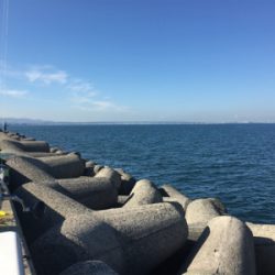 ハマチ、ジグで高反応