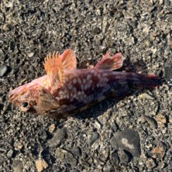 泉佐野一文字リベンジ！