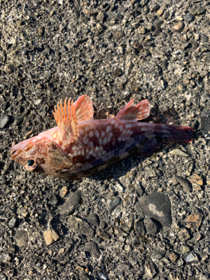 泉佐野一文字リベンジ！