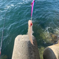 朝まづめタチウオ釣りから青物釣り