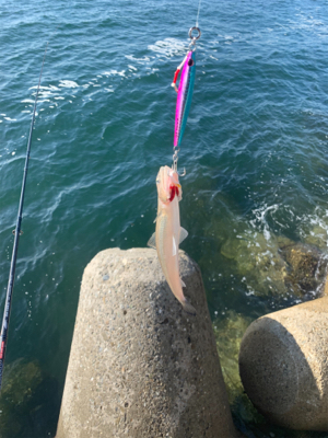 朝まづめタチウオ釣りから青物釣り