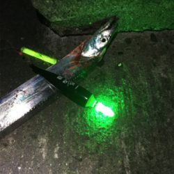 昼はのんびり。夜はバタバタ