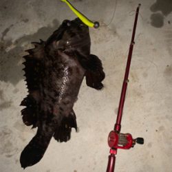 水温下がってお魚元気！