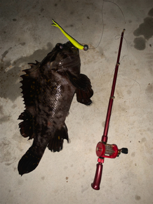 水温下がってお魚元気！