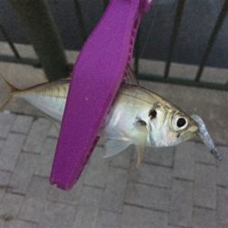 大阪湾奥アジング デイゲームで豆アジ