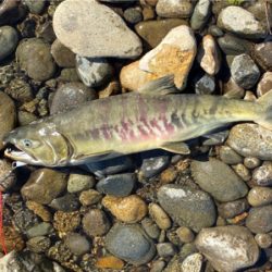 寒河江鮭有効利用調査2日目