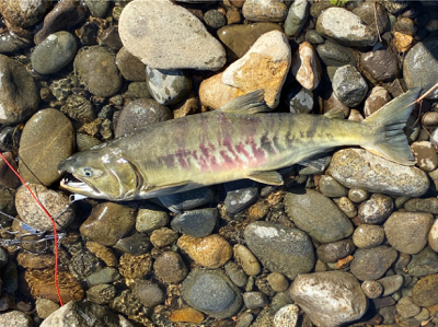 寒河江鮭有効利用調査2日目