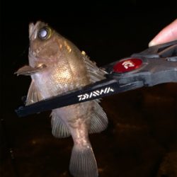 マル秘ポイントにてメバリング