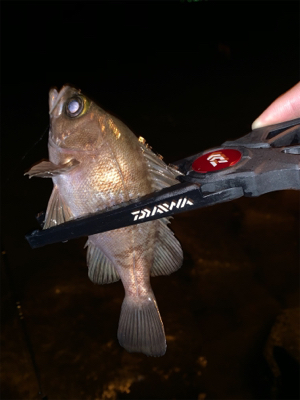 マル秘ポイントにてメバリング