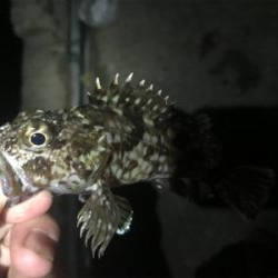 仕事帰りのアジング