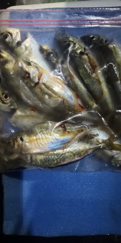 アジング練習 48