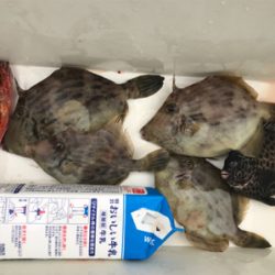 ノマセと五目釣り