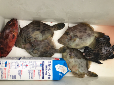 ノマセと五目釣り