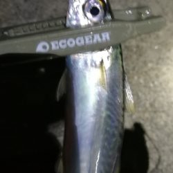 ナイトアジング