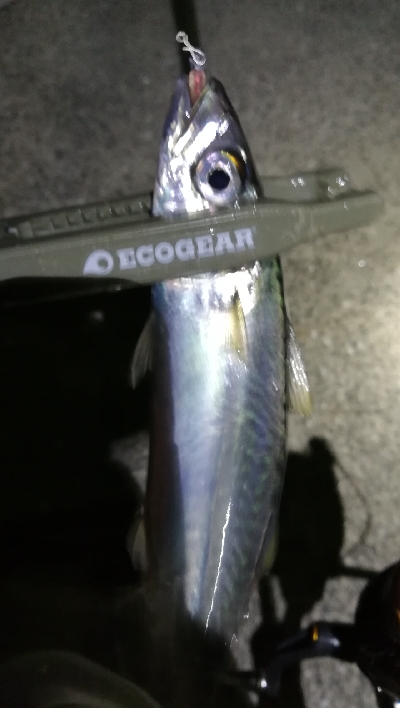 ナイトアジング