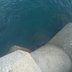 アオリイカ5杯！！　現在131杯！！